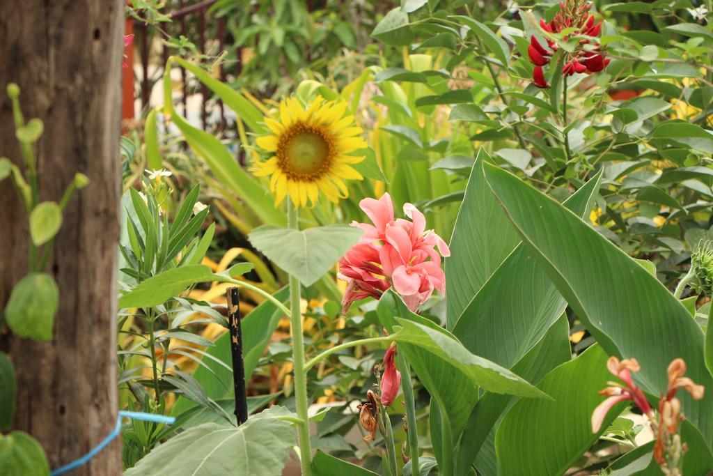 Ravorn Villa Boutique Battambang Luaran gambar